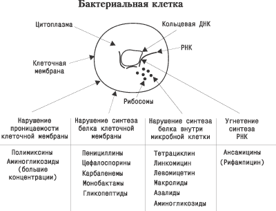 Бактериофаги и антибиотики: вместо или вместе?