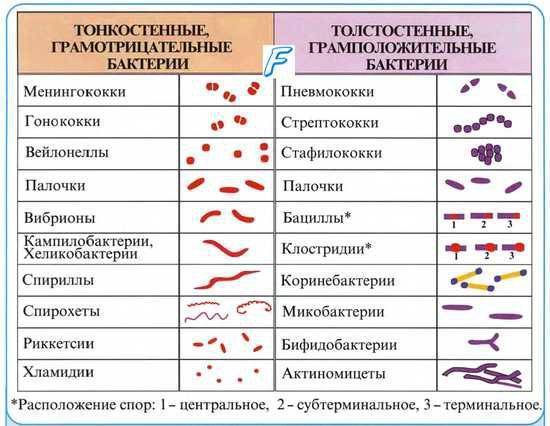 Микроскопическое исследование мазка у женщин. расшифровка инвитро, флора, лейкоциты