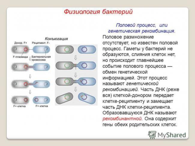 Как питаются и дышат бактерии? зачем бактериям ферменты и пигменты?