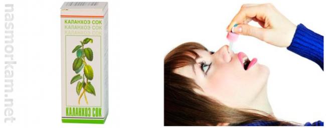 Каланхоэ при насморке