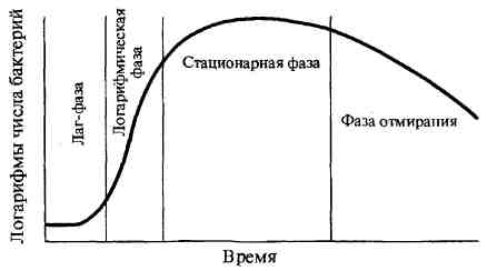 Бактерии: питание, дыхание, ферменты и пигменты. фото