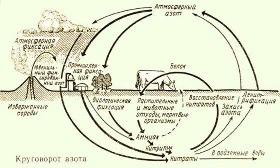 Бактерии азотные