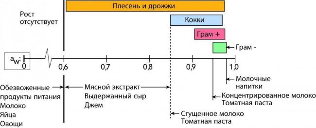 Рост и размножение бактерий