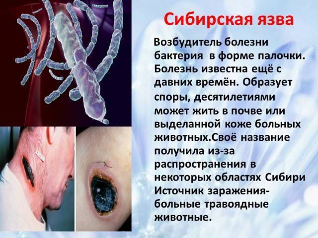 Польза и вред бактерий для человеческого организма