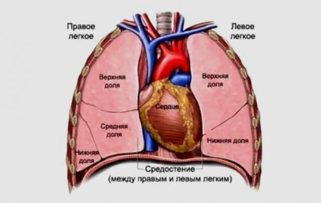 Болят ребра от кашля при воспалении легких или это легкие болят