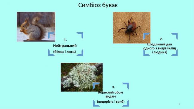 Азотфиксирующие бактерии: среда обитания, функции