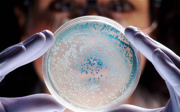 Урок биологии в 6 классе "распространение бактерий. значение бактерий в природе и жизни человека"