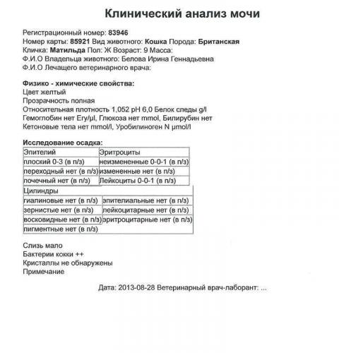 Обнаружены бактерии в моче: что это значит?