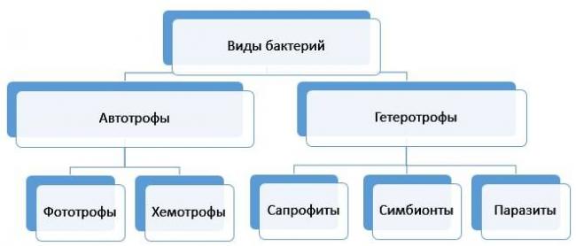 Группа молочнокислых бактерий: их физиолого-биохимические особенности, практическое значение, характеристика патогенных представителей молочнокислых бактерий