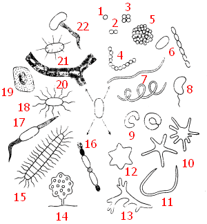 Внутрицитоплазматические включения у прокариот