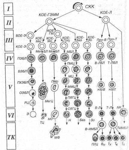 Реферат по биологии "стволовые клетки" (10класс)