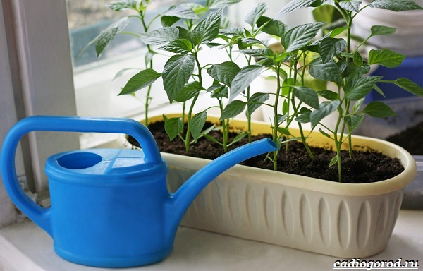 Фитоспорин