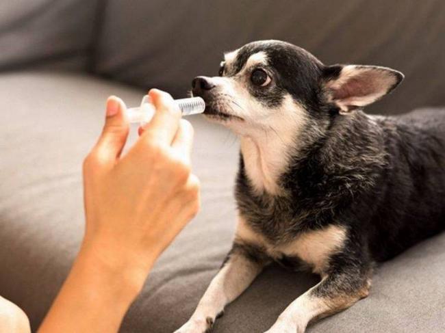 Лекарство Пропалин поможет вылечить недержание мочи у собаки