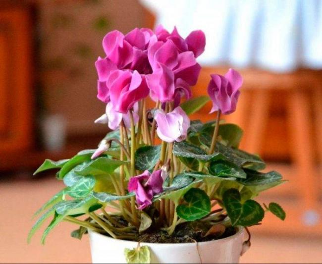 Капли цикламена описание, инструкция по применению