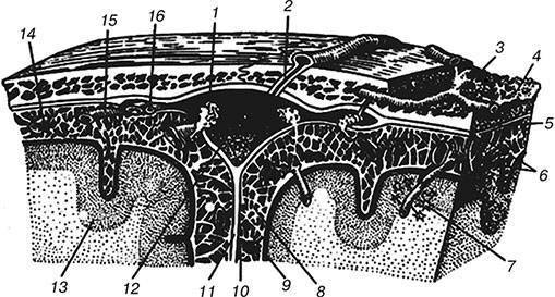 Сердечная недостаточность у пожилых людей: симптомы и лечение