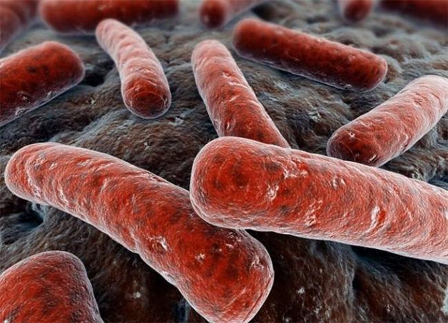 Какие болезни человека, животных и растений связаны с бактериями