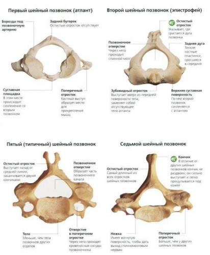 Отделы позвоночника человека за что отвечает каждый позвонок