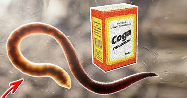 Чистка кишечника от паразитов в домашних условиях