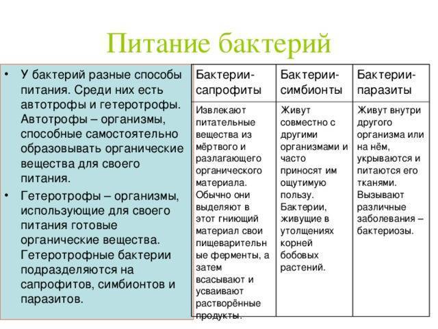 Изучаем родословную бактерий: это животные или растения?