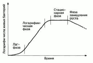 Размножаются бактерии путем деления и делают это очень быстро
