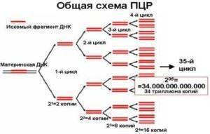 Мазок на флору у женщин: таблица норм, расшифровка результатов, степени чистоты