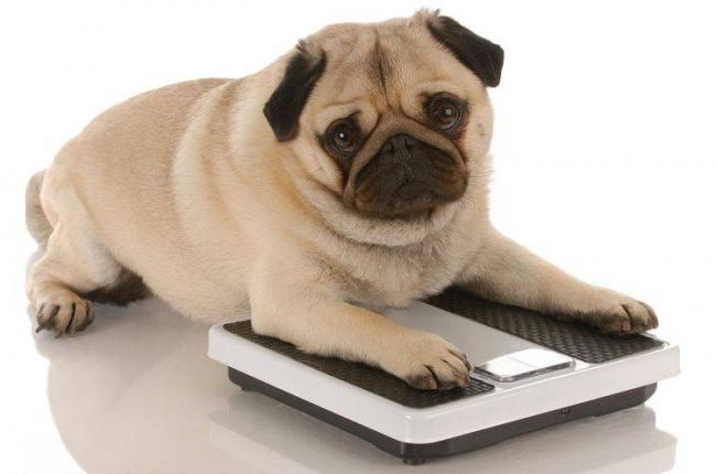 Лекарство Пропалин поможет вылечить недержание мочи у собаки