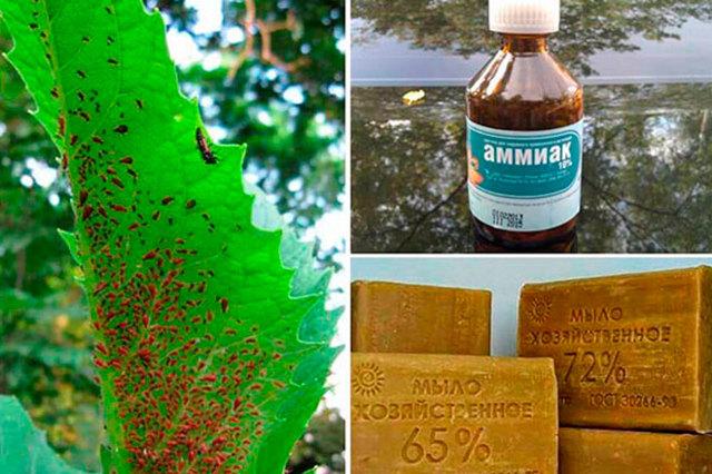 Фунгицид топаз: описание действия препарата и применение для растений