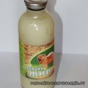 Собачий жир при язве желудка