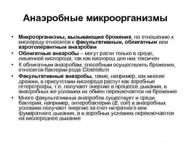 Продукты содержащие полезные бактерии для кишечника