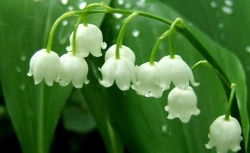 Ландыша настойка