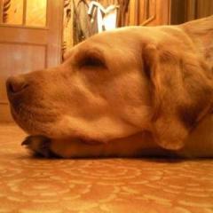 Симптомы и лечение отравления собаки изониазидом