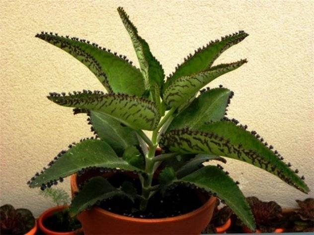 Сок каланхоэ от насморка детям: особенности использования