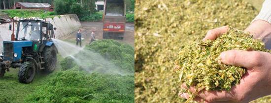 Размножаются бактерии путем деления и делают это очень быстро