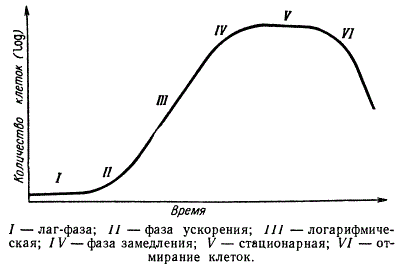 Общая характеристика бактерий. строение, размножение, питание
