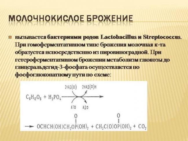 Полезные и вредные бактерии человека