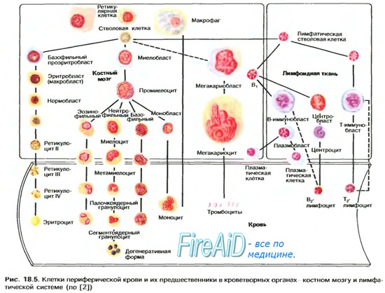 Стволовая_клетка : definition of стволовая_клетка and synonyms of стволовая_клетка (russian)