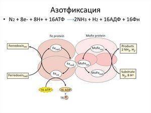 Превращение соединений азота