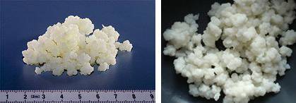 Группа молочнокислых бактерий: их физиолого-биохимические особенности, практическое значение, характеристика патогенных представителей молочнокислых бактерий