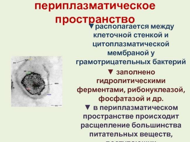 Функции бактерий с различных точек зрения