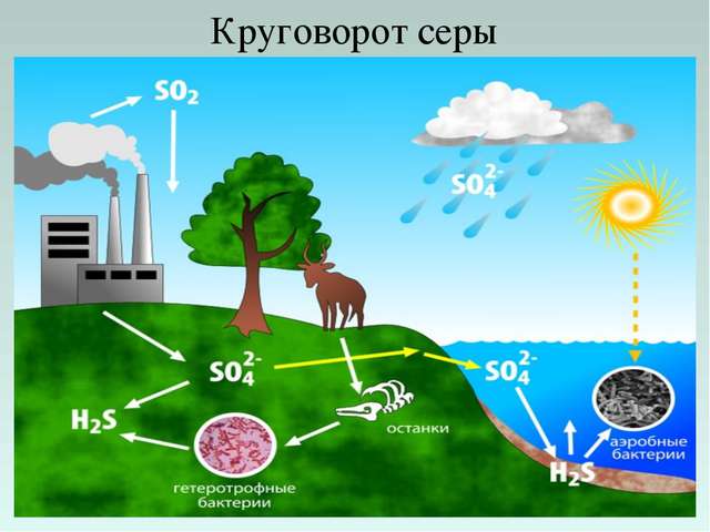 Бактерии — общая характеристика. классификация, строение, питание и роль бактерий в природе