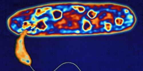 Новейшие супербактерии или антибиотики: кому достанется победа?