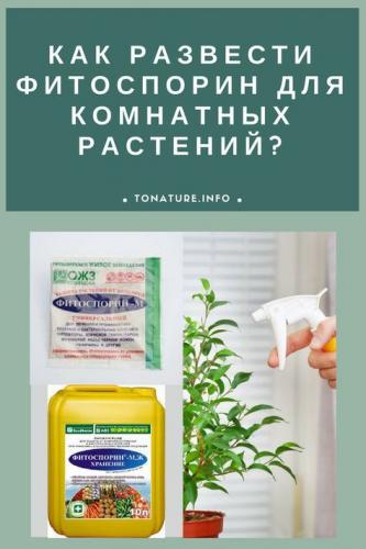 Фитоспорин: инструкция по применению, отзывы, когда обрабатывать