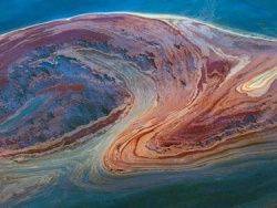 Синтия (бактерия) википедия