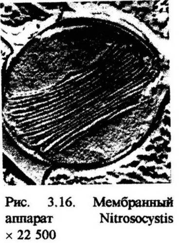 Строение бактериальной клетки