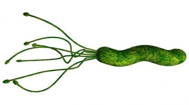 Хеликобактер пилори – лечение народными средствами при помощи лучших рецептов