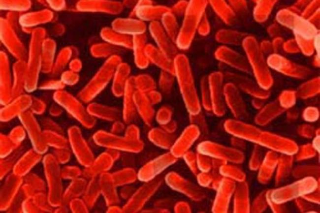 Почему кишечник человека не может функционировать без бактерий