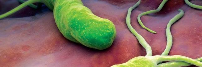 Хеликобактер пилори: варианты лечения народными средствами