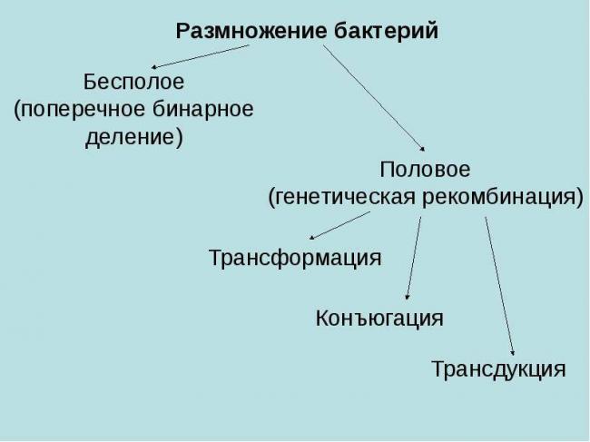 Общая характеристика бактерий как основа микробиологии