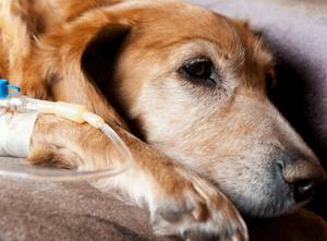 Отравление изониазидом у собак: скорая помощь