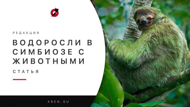 Симбиозы у растений